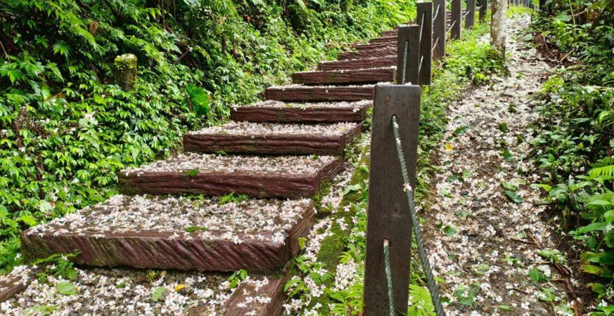 油桐花季夢幻登場　新北推土城三大賞花點