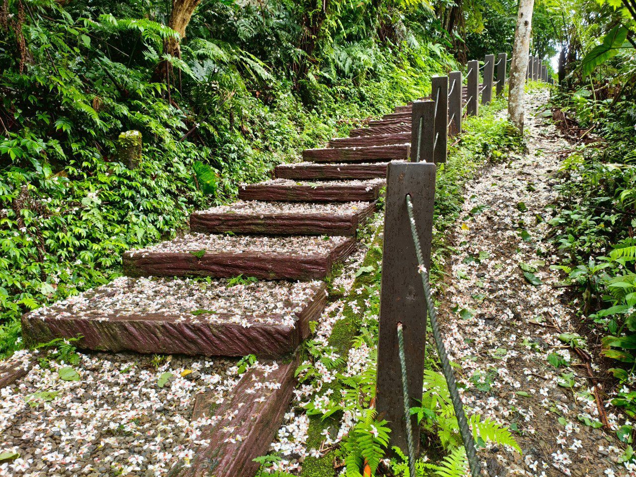 油桐花季夢幻登場　新北推土城三大賞花點