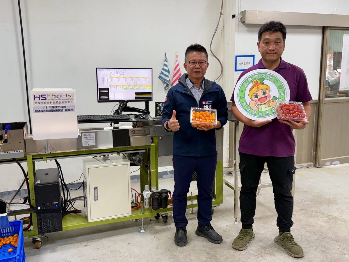 高雄小番茄變聰明！　AI挑好果 人力需求減半、效率增5成